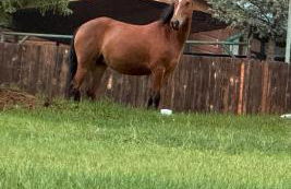 Gonzales Cozy Little Bear Cabin - Foto 36