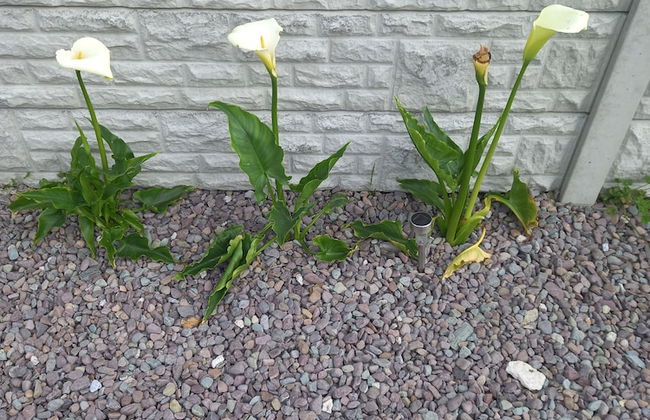 Stunning 1-bed Apartment Valentia Island - Photo 14