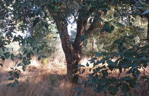 Quinta Da Relva - A traditional farmhouse in a stunning location - Foto 70