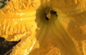 BIO Garden New House - Foto 45