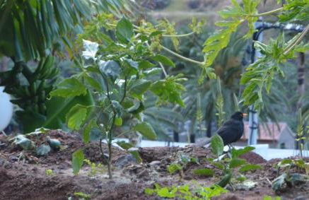 Goyo Gomera Apartments - Foto 44