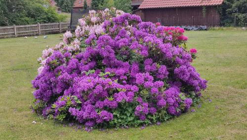Ferienwohnung an der Wassermühle in Hermannsburg - Foto 5, Garden