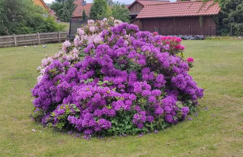 Ferienwohnung an der Wassermühle in Hermannsburg - Photo 5