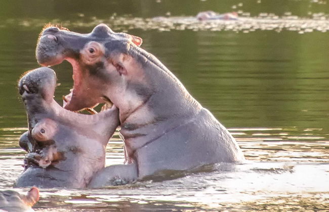 Safari de 2 días por el Parque Nacional del Lago Mburo - Foto 8