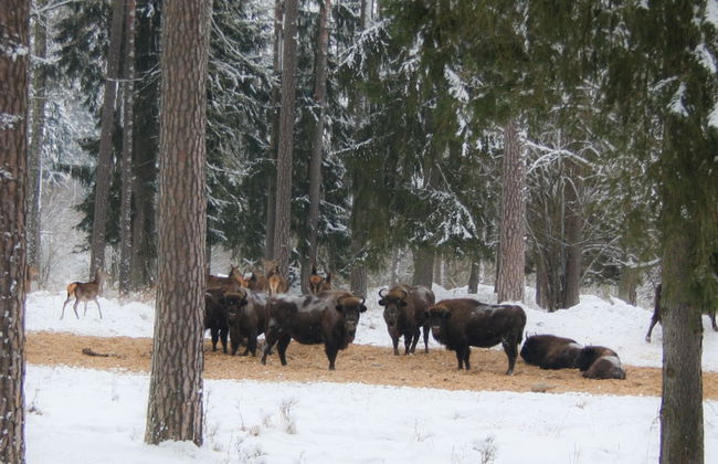 Agrousadba Pushchanskiy Ugolok - Foto 16