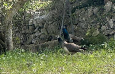 Ses Cases d'Alcudiola - Foto 51