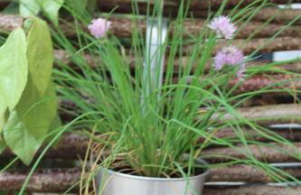 Maison provençale en Corbières - Foto 22