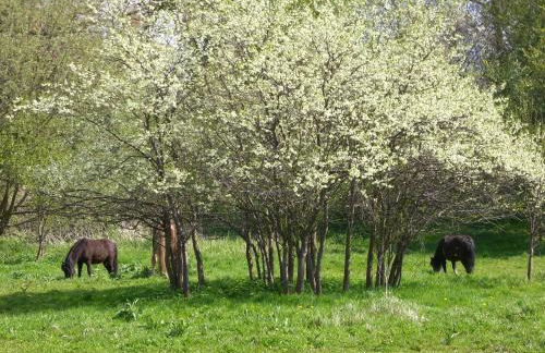 Stadtwohnung - Foto 1
