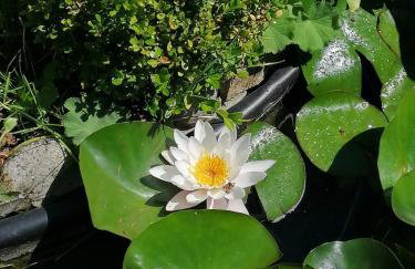 1 Zimmer Apartment mit Kochecke und Bad - Foto 12