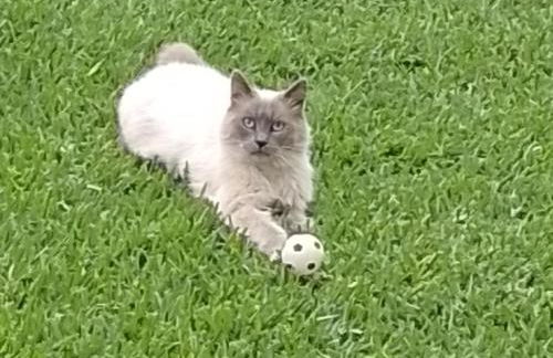 Villa Lucia - Foto 8