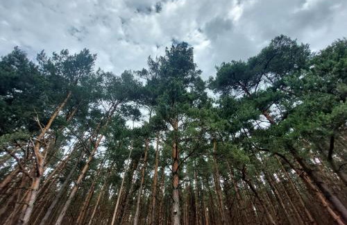 Woodland - dom z sauną i balią - Foto 37