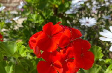 Oliveto e mare - Foto 34