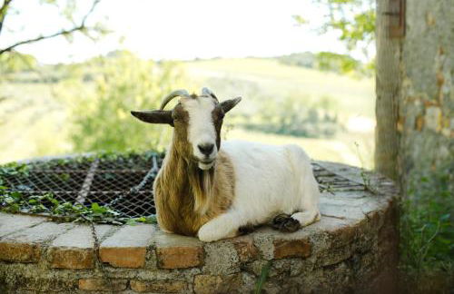 Fattoria San Donato - Foto 54
