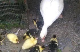 SO MAGIC - La casa nel bosco - Foto 63