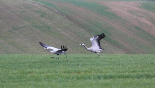 Moltke-Villa - Foto 2, Other