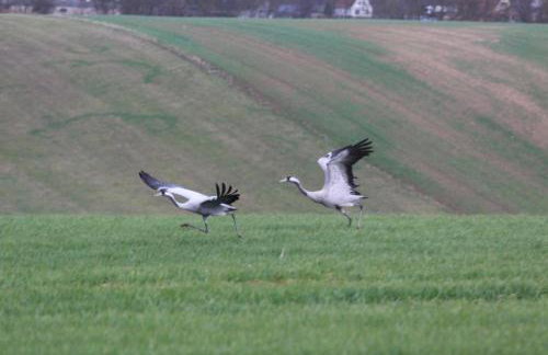 Moltke-Villa - Foto 2