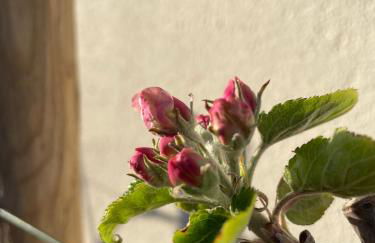 KerDesAmis - Tolles Ferienhaus in Strandnähe mit Sonnenterrasse, Boulebahn und großem Garten - Foto 49