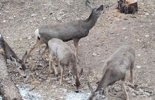 Vigilante Inn Immortal Camp - Foto 13