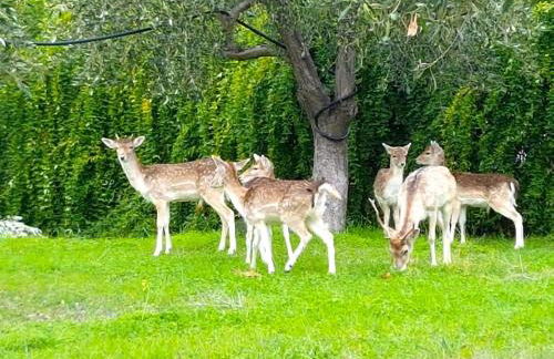 Beachfront cottage house in olive grove - Foto 46