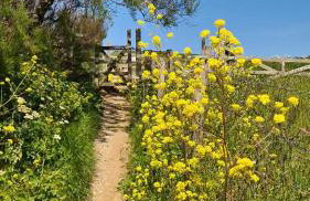 Detached Bungalow in North Cornwall - Foto 25
