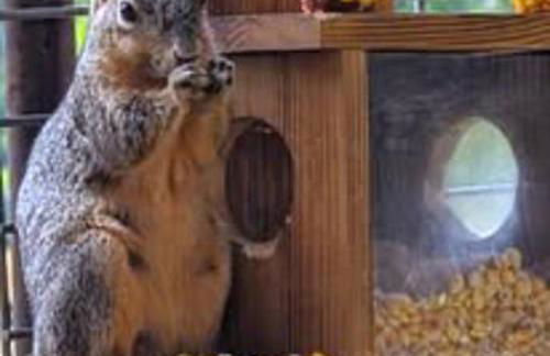 Gerrie's Place at Figment Ranch Foundation Animal Sanctuary near Round Top Texas - Foto 21