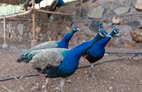 Casa Las Toscas - Foto 40