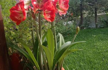 Poly's Sea Side House - Foto 30