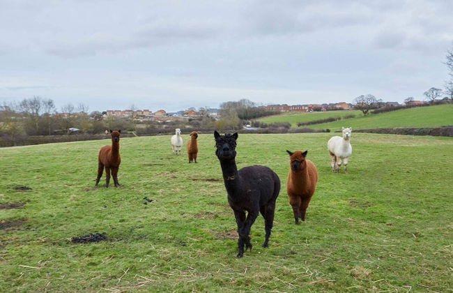 Host Stay Lowcross Cottage - Foto 14