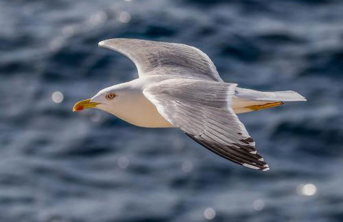 Seagull Apartments Bari Sea & Airport - Foto 70