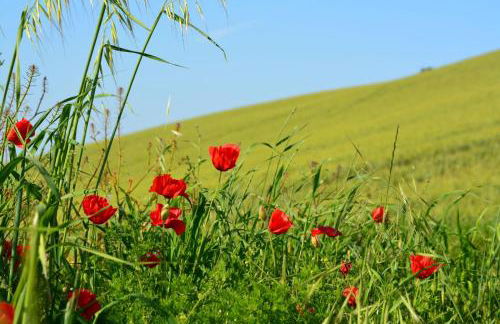 Casale Il Picchio Verde - Foto 19
