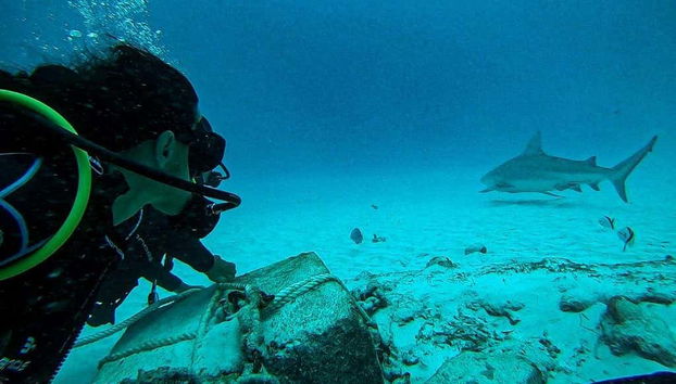 Plongée avec les requins-bouledogues à Playa del Carmen