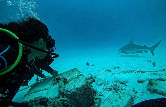 Plongée avec les requins-bouledogues à Playa del Carmen - Photo 1