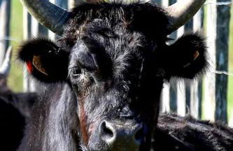 Studio cabine climatisé rez de jardin plage 150m Boucanet - Photo 22