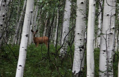 Pet-Friendly Cabin Getaway for Groups near Aspen, Colorado - Photo 23