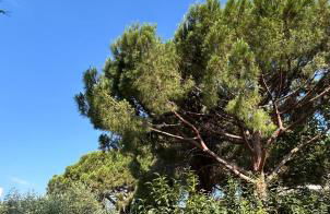 Oasis de verdure en centre-ville - jacuzzi privé - Foto 25