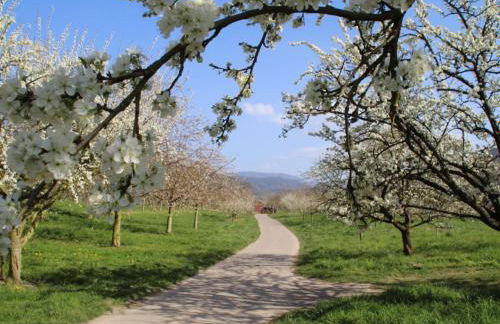 Azuria Black Forest Loft - Photo 28