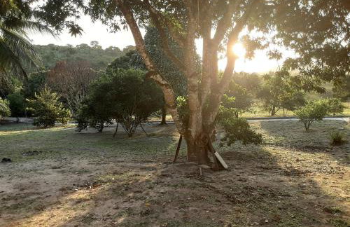 Abelha & Peixe Boi - Photo 10