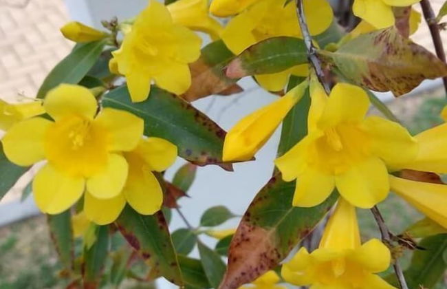 Playa macenas - Near Playa Macenas - Photo 7