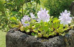 Green Sunrise House - Photo 61