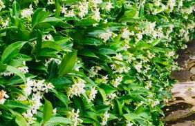 Boccy Brothers - Foto 28