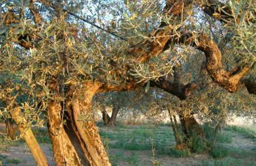 Agriturismo La Villetta - Foto 13