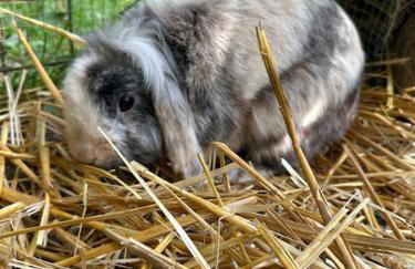 "La Botanique" Gîte de Charme dans un château de campagne & SPA - Foto 33
