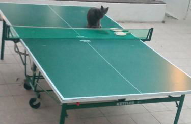 VILLA STRAVANATA - Large Pool, Car and Large Whirlpool Jacuzzi - Foto 38