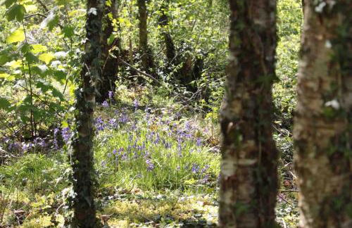 The Charcoal Hut woodland retreat - Foto 17