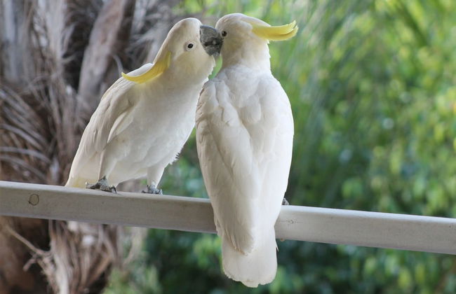Airlie Beach Eco Cabins - Adults only - Photo 75