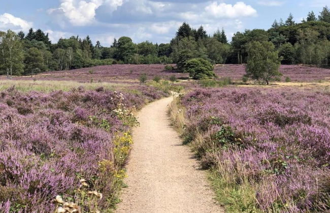 Bungalow in Veluwe Nature Park Retreat - Photo 33