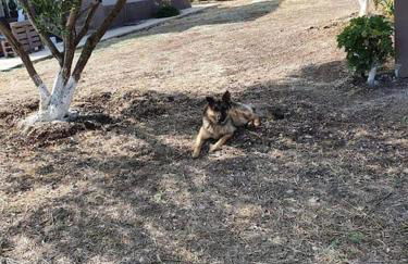 Ήσυχη μονοκατοικία κοντά στη θάλασσα!!! - Photo 2