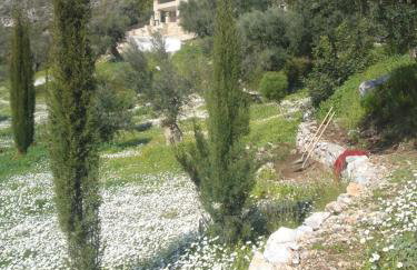 Old Olive house - Foto 36