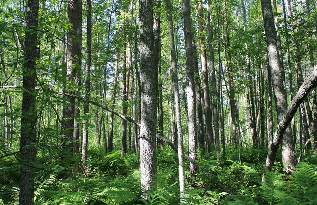 Villa raita - Foto 23