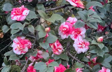 La mia casa sul lago con vista mozzafiato - Foto 36